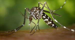 Pourquoi les moustiques ne s’attaquent qu’à vous ? La faute à votre groupe sanguin. Voici pourquoi !
