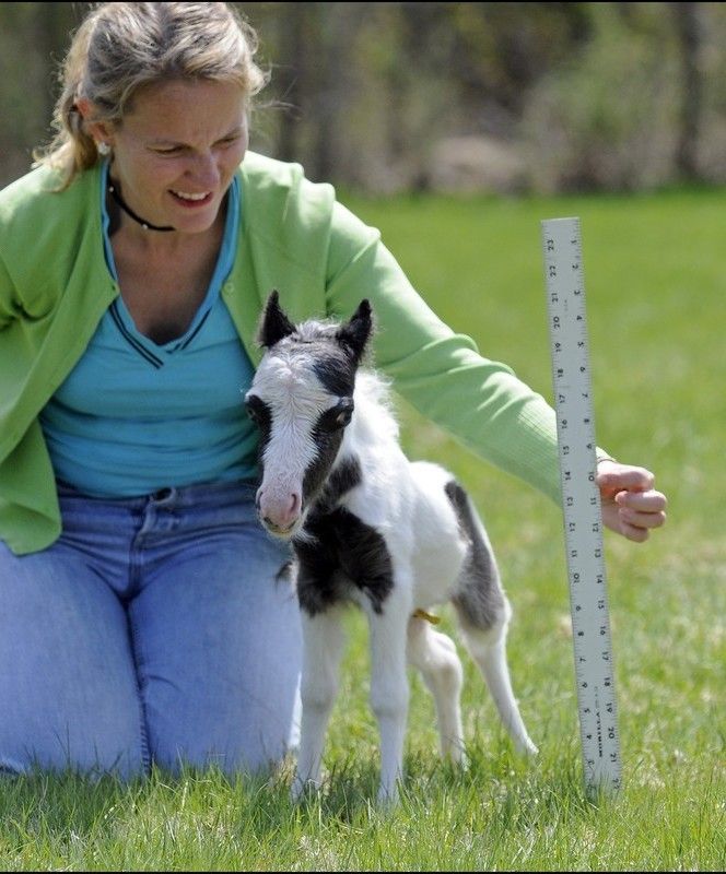 Наименьшая лошадь в мире. Рэйчел Вагнер. Тумбалина самая маленькая лошадка в мире. Самая маленькая лошадь в мире. Самая маленькаялошать в мире.
