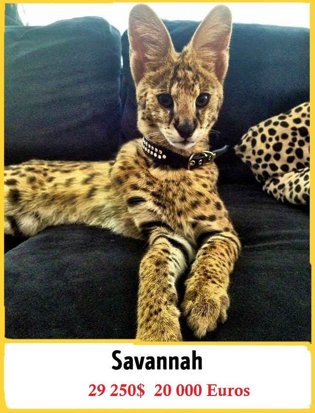 Le Savannah