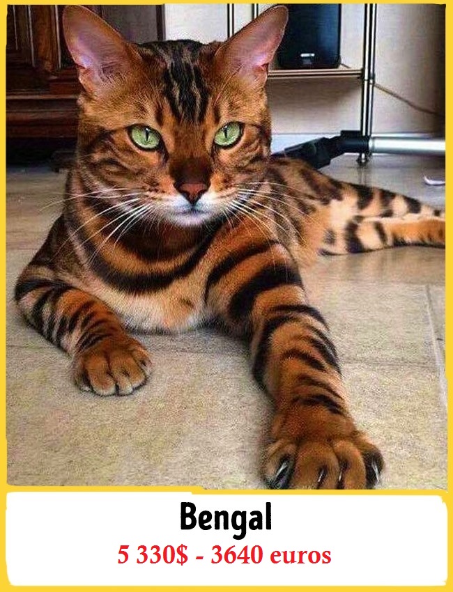 Le Bengal