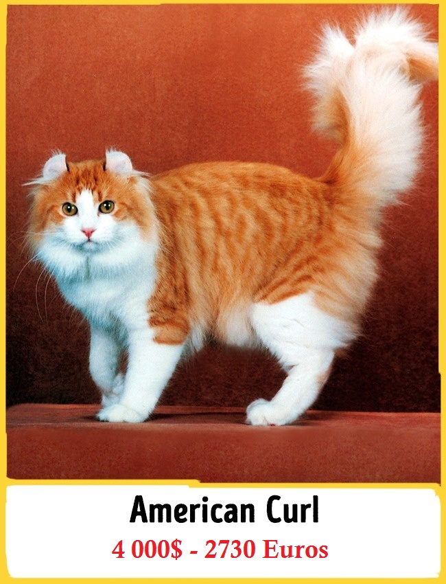 L’american curl