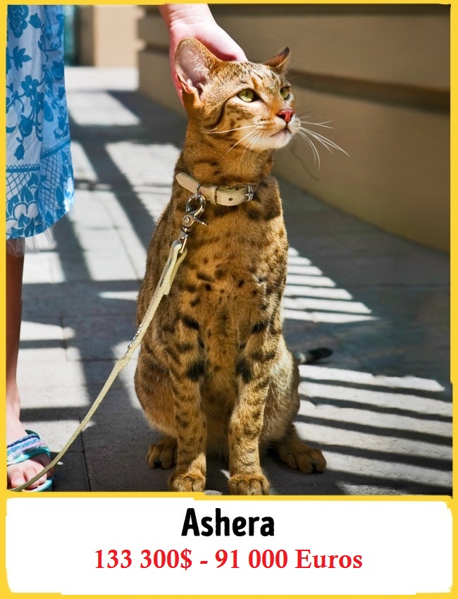 L’Ashera le chat le plus cher au monde!
