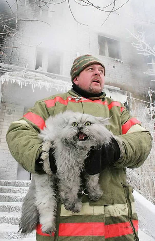 <strong>Dans un froid de canard, ce chat ne semble pas apprécier sur le moment mais….</strong>