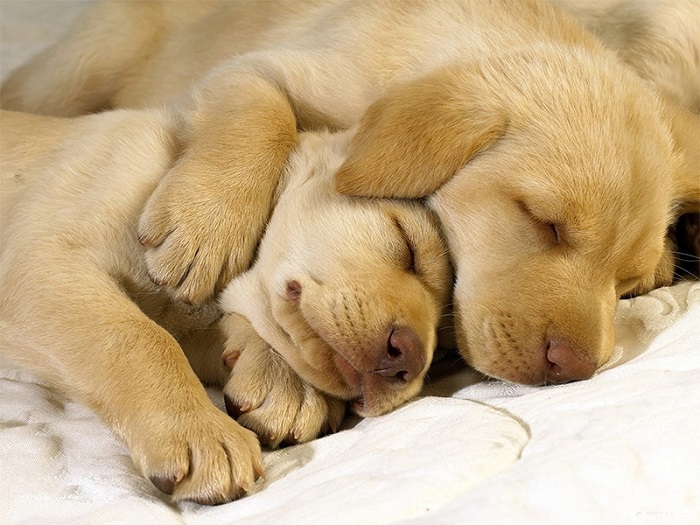 Un chien peut-il rêver en dormant ?