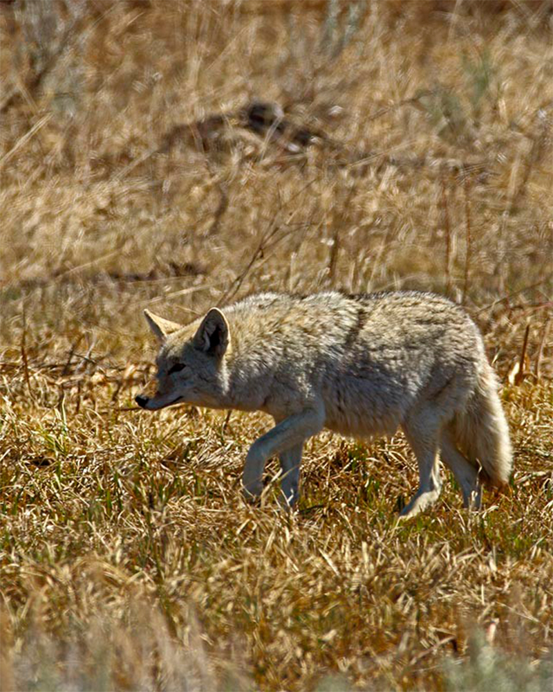 Coyote femelle