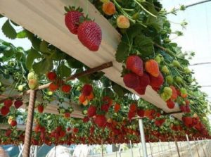 Construire une structure avec des gouttières pour que les fraises poussent bien en position pendue.