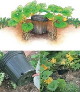 Habituer graduellement les citrouilles au froid en les plantant avec le vase en plastique mou avant retrait sous 14 jours.