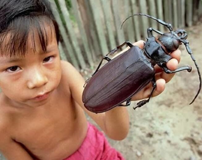 Quel drôle de scarabée noir !