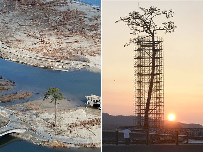 Un arbre protégé qui fut le seul à avoir survécu au séisme du Japon.