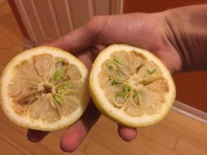 Des citrons hors du commun
