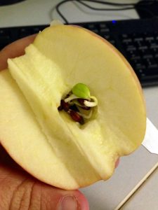 J’ai coupé cette pomme en deux ce matin et des graines germaient déjà à l’intérieur