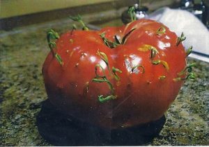Une tomate bien piquante