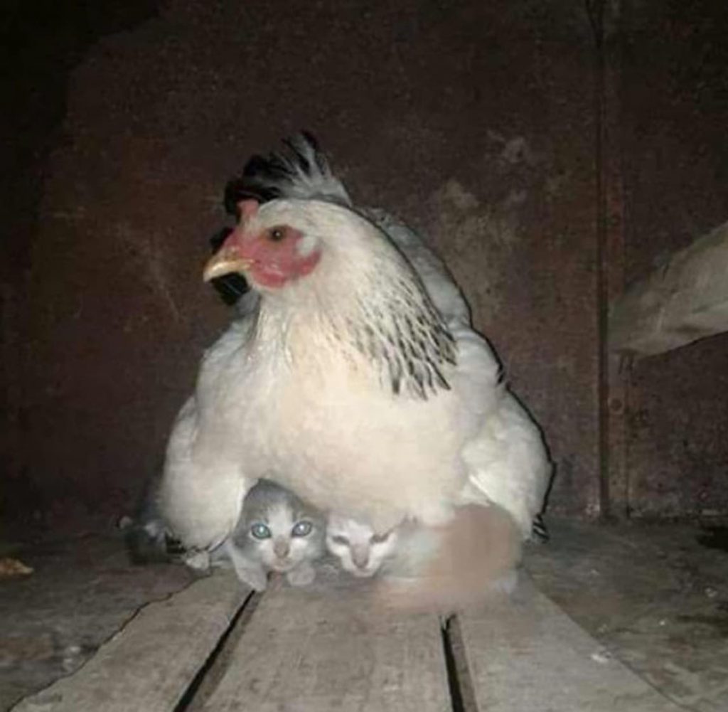 La poule qui tient les chatons au chaud durant une tempête