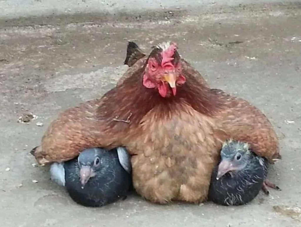 La poule avec ses petits
