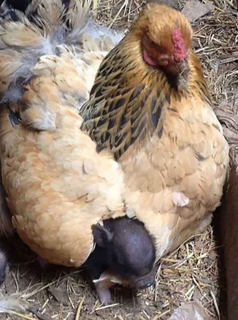 La poule qui adopte un bébé cochon