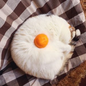 Est-ce un chat ou un œuf.