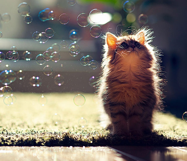 Des bulles de bonheur