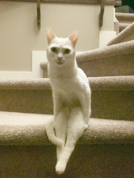 Un chat assis dans les escaliers.