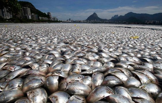 Une quantité incroyable de poissons morts à Río de Janeiro.