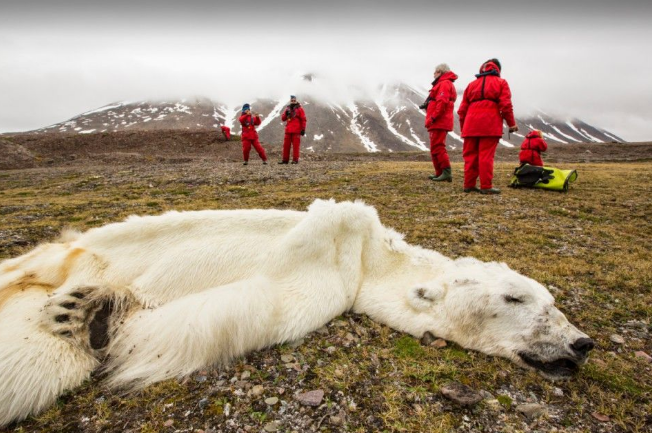 Les ours polaires n’ont plus de banquise alors ils meurent de faim