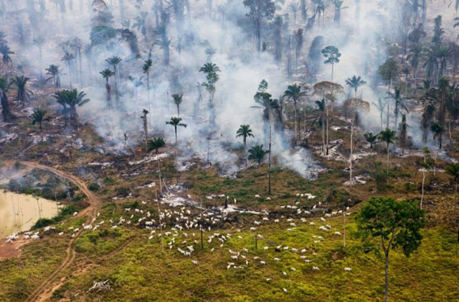 L’Amazonie, une de nos principales source d’oxygène