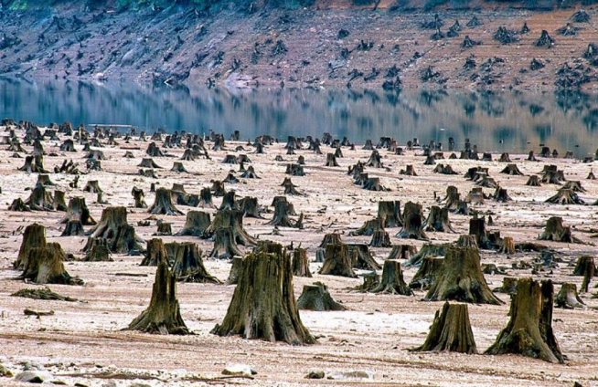 Près de 90% de la forêt de Willamette dans l’Oregon est détruite à cause de la déforestation
