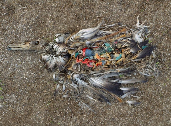 Les animaux meurent après avoir mangé le plastique que les humains éparpillent dans la nature, une vraie honte….