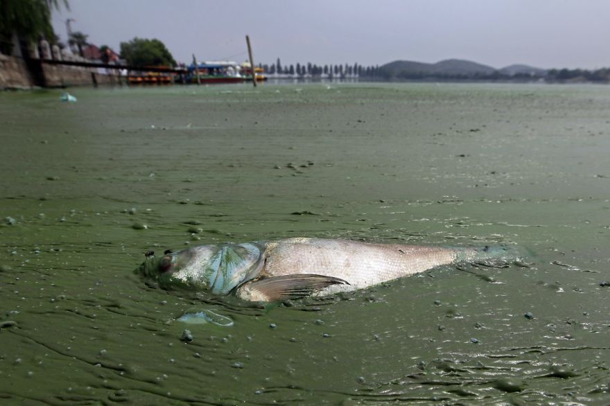 Poisson mort dans une eau remplie d’algues bleuâtres, lac East, Wuhan
