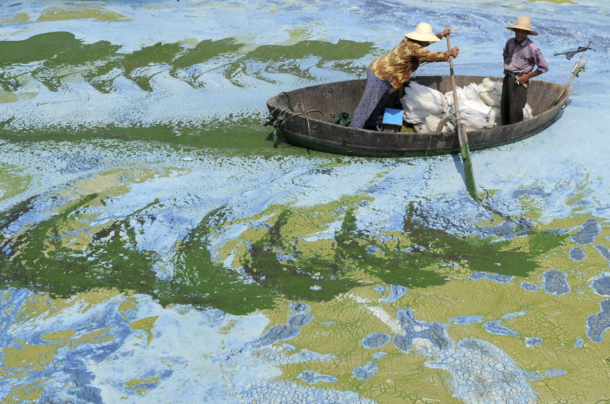 Pêcheurs alignés un bateau dans le lac Chaohu, rempli d’algues, à Hefei, province d’Anhui