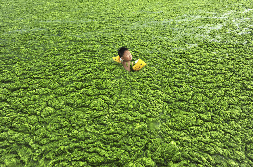Un garçon nage dans une eau remplie d’algues, Qingdao, Shandong