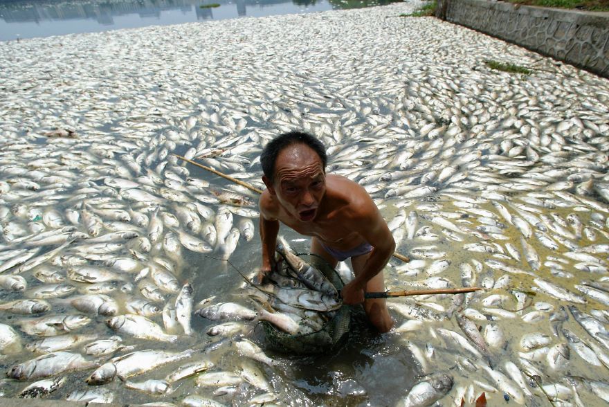 Ouvrier nettoie des poissons morts au bord d’un lac à Wuhan, dans la province du Hubei, dans le centre de la Chine