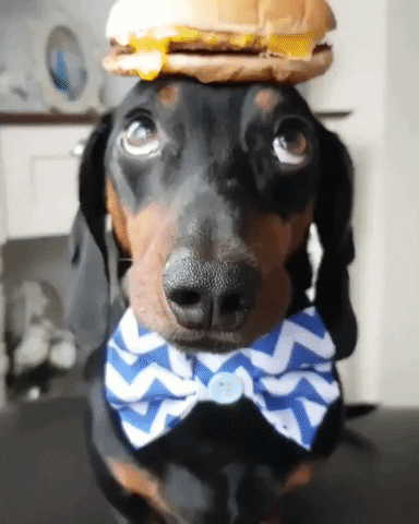 Le burger dog….