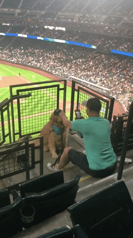 Regarde donc le match de baseball.. Doit dire le chien!